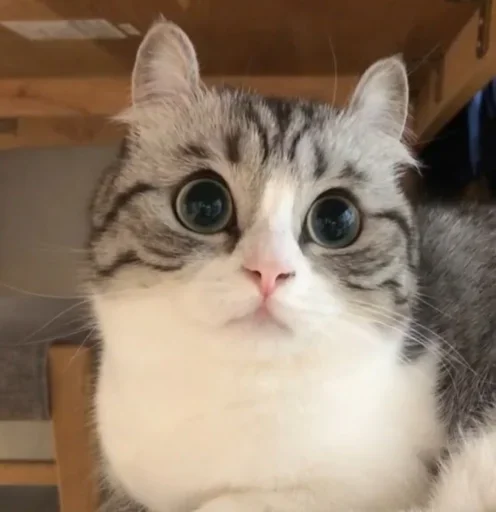 Sticker Komaru_gif - 1