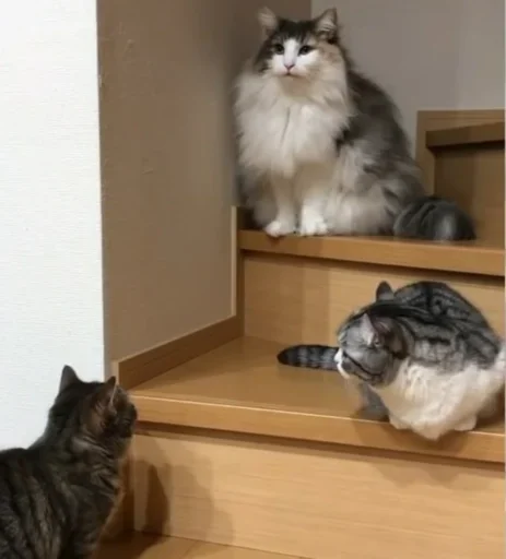 Sticker Komaru_gif - 1