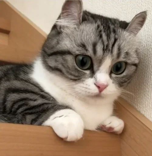 Стикер Komaru_gif - 1