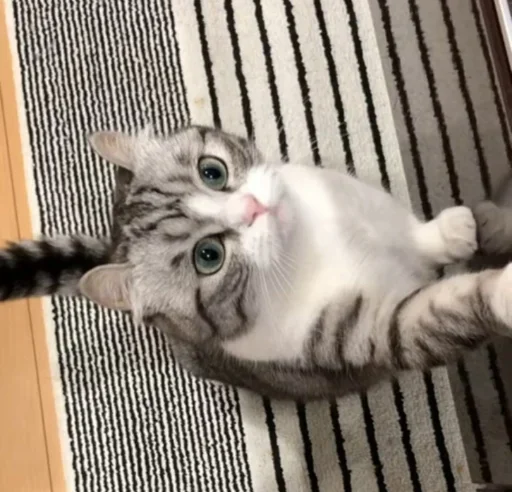 Sticker Komaru_gif - 1