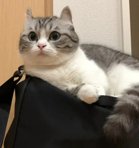 Sticker Komaru_gif - 1