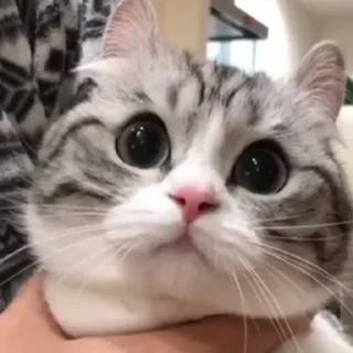 Sticker Будни Комару @komaru_gif - 0