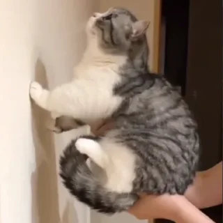 Sticker Будни Комару @komaru_gif - 5