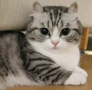 Sticker Будни Комару @komaru_gif - 10