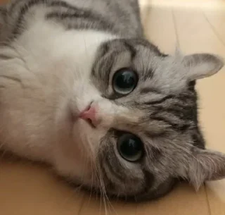 Sticker Будни Комару @komaru_gif - 8