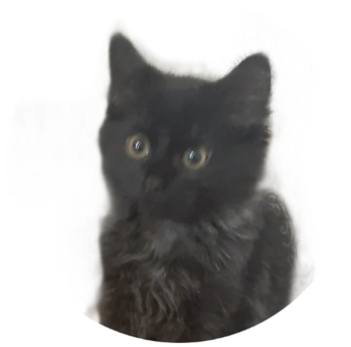 Sticker KonstDed - 1