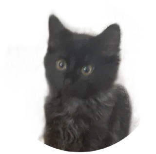 Стикер ЭхоДед - 2