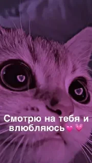 Sticker Kotiki m - 5