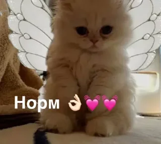 Sticker Kotiki m - 8