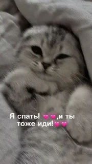 Sticker Kotiki m - 1