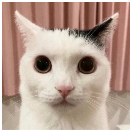 Стикер Kooot37 - 1