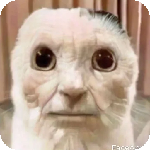 Стикер Kooot37 - 1