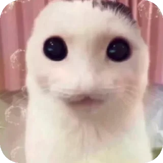 Sticker Кооот - 5