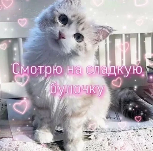 кошка животное млекопитающее