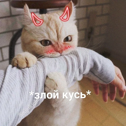 кошка кошки малого и среднего размера млекопитающее