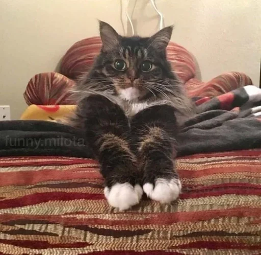 indoor small to medium-sized cats felidae