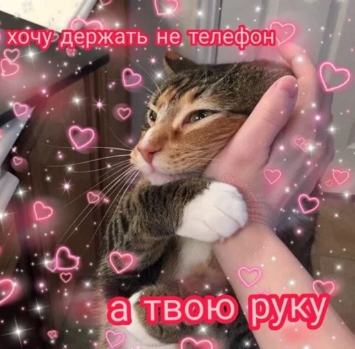 cat animal small to medium-sized cats