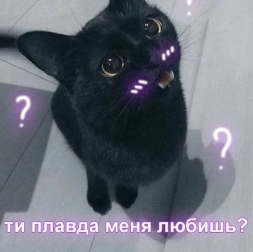 small to medium-sized cats animal cat