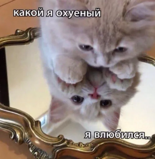 small to medium-sized cats felidae whiskers