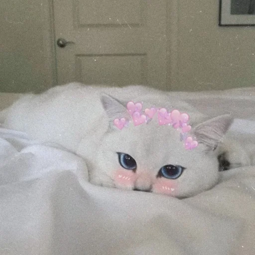 indoor small to medium-sized cats cat