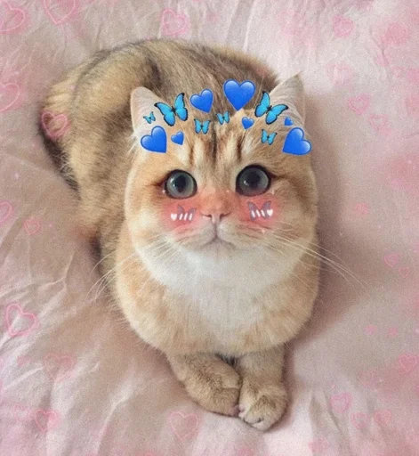 cat small to medium-sized cats domestic cat