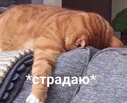 mammal animal small to medium-sized cats