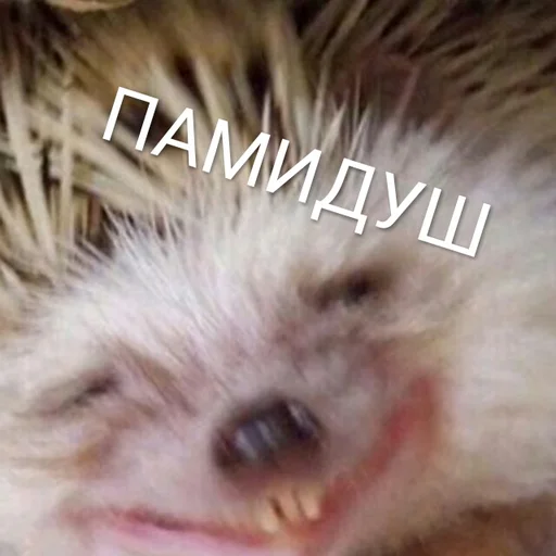 животное млекопитающее ёж