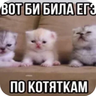 Sticker Кошары - 1