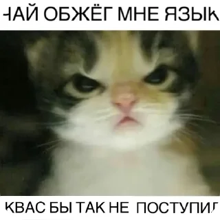 Sticker Кошары - 7