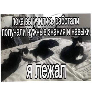 Sticker Кошары - 6