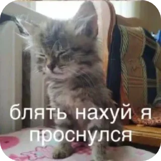 Sticker Кошары - 9