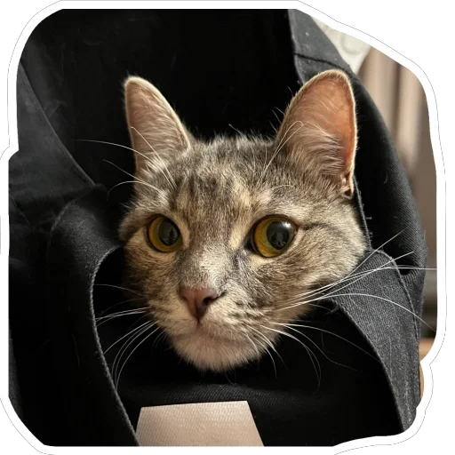 Стикер Koshicy3 - 1