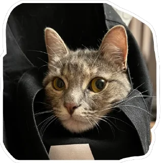 Стикер Кошицы - 1