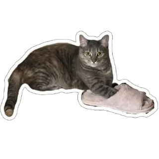 Стикер Кошицы - 5