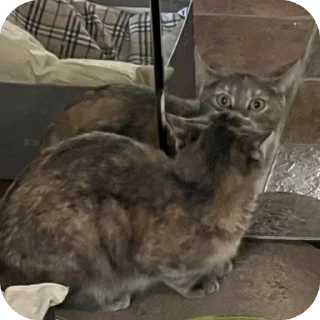 Стикер Кошицы - 0