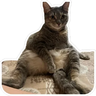 Стикер Кошицы - 3