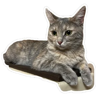 Стикер Кошицы - 11