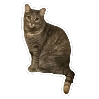 Стикер Кошицы - 2