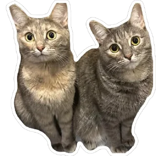 Стикер Кошицы - 6