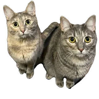 Стикер Кошицы - 7