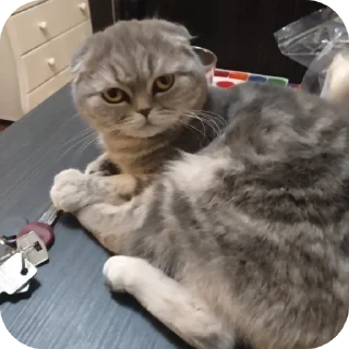 Sticker Кошка - 2