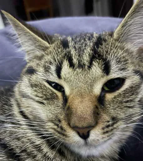 Стикер KoshkaNala - 1