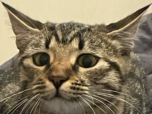 Стикер KoshkaNala - 1