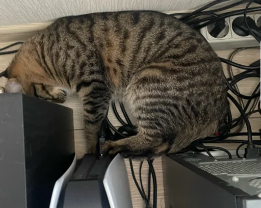 Стикер KoshkaNala - 1