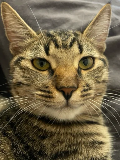 Стикер KoshkaNala - 1