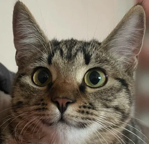 Стикер KoshkaNala - 1