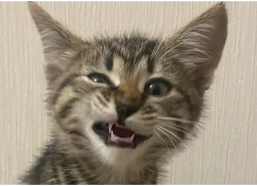 Sticker KoshkaNala - 1