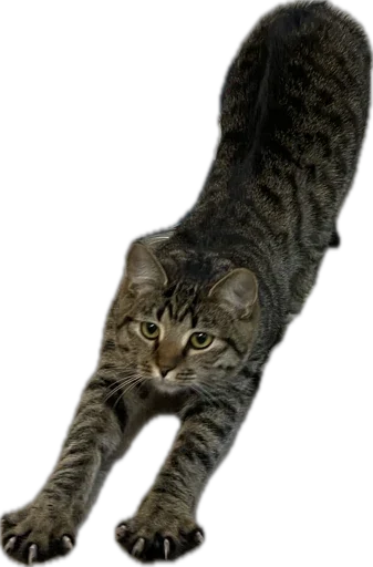 Sticker KoshkaNala - 1