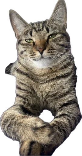 Sticker KoshkaNala - 1