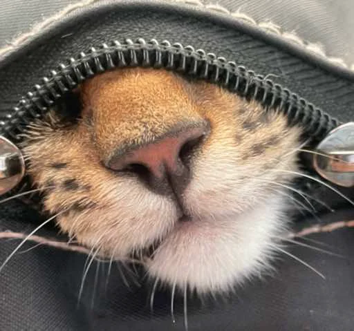 Sticker KoshkaNala - 1